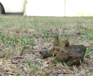 Too posh to scoop the poop?