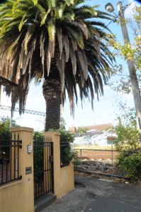 Palm tree v power company